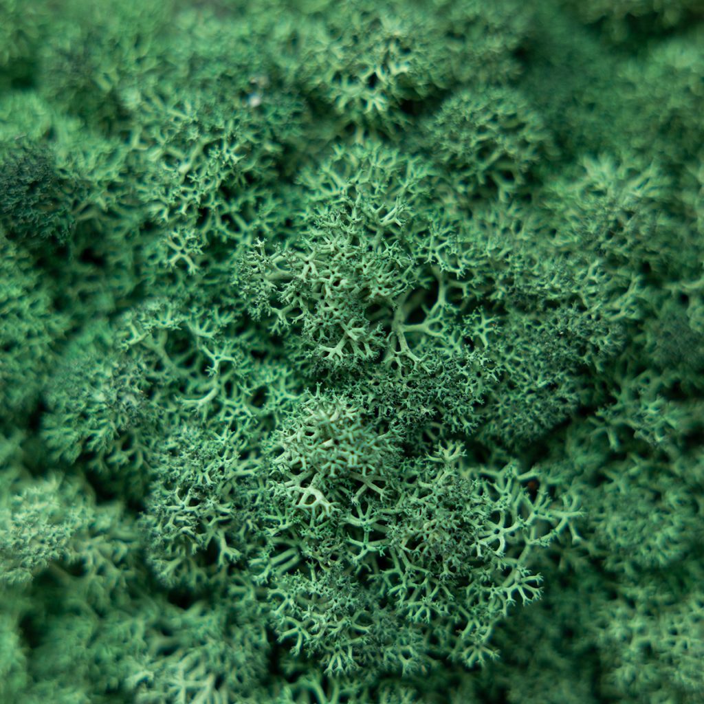 Primo piano di muschio stabilizzato WoodUpp (reindeer moss) in fitte ciuffi ramificati, colore verde smeraldo uniforme, texture soffice e spugnosa; prodotto WoodUpp utilizzato per pannelli vegetali e decorazioni murali, ideale per quadri naturali e rivestimenti decorativi interni, a bassa manutenzione.