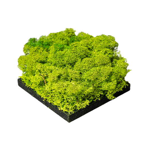 Featured image for the post: Verde Mela | Muschio – Campione